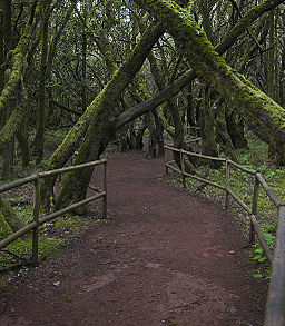 Bosque Encantado, Parque nacional de Garajonay, La Gomera, España, 2012-12-14, DD 18.jpg