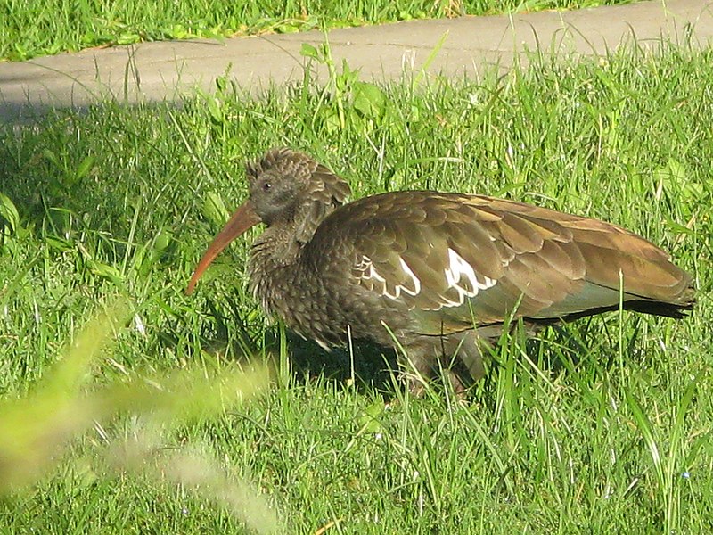 File:Bostrychia carunculata 2.jpg