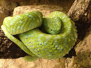 Two-colored palm lance viper