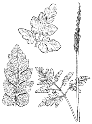 <i>Sceptridium oneidense</i> Species of fern