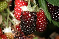 Boysenberries.jpg