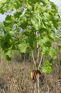 <i>Brachychiton megaphyllus</i> Species of tree