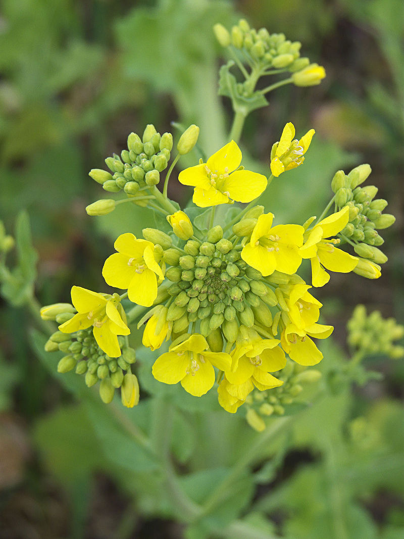 Brassicaceae - Wikipedia