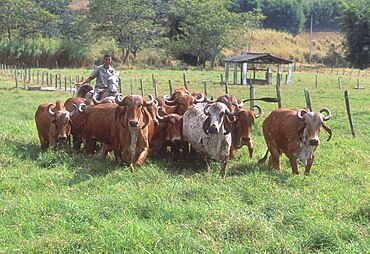 A foto colorida mostra um grupo de vacas vermelhas e vermelhas sólidas salpicadas de branco em um prado de grama alta empurradas por um vaqueiro a cavalo.