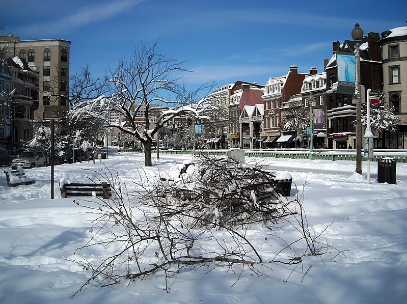 File:Broken tree limbs - Dupont Circle - Blizzard of 2010.JPG