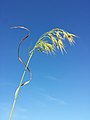 Panicle