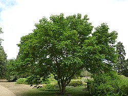 Broussonetia kazinoki (Moraceae) tree.JPG