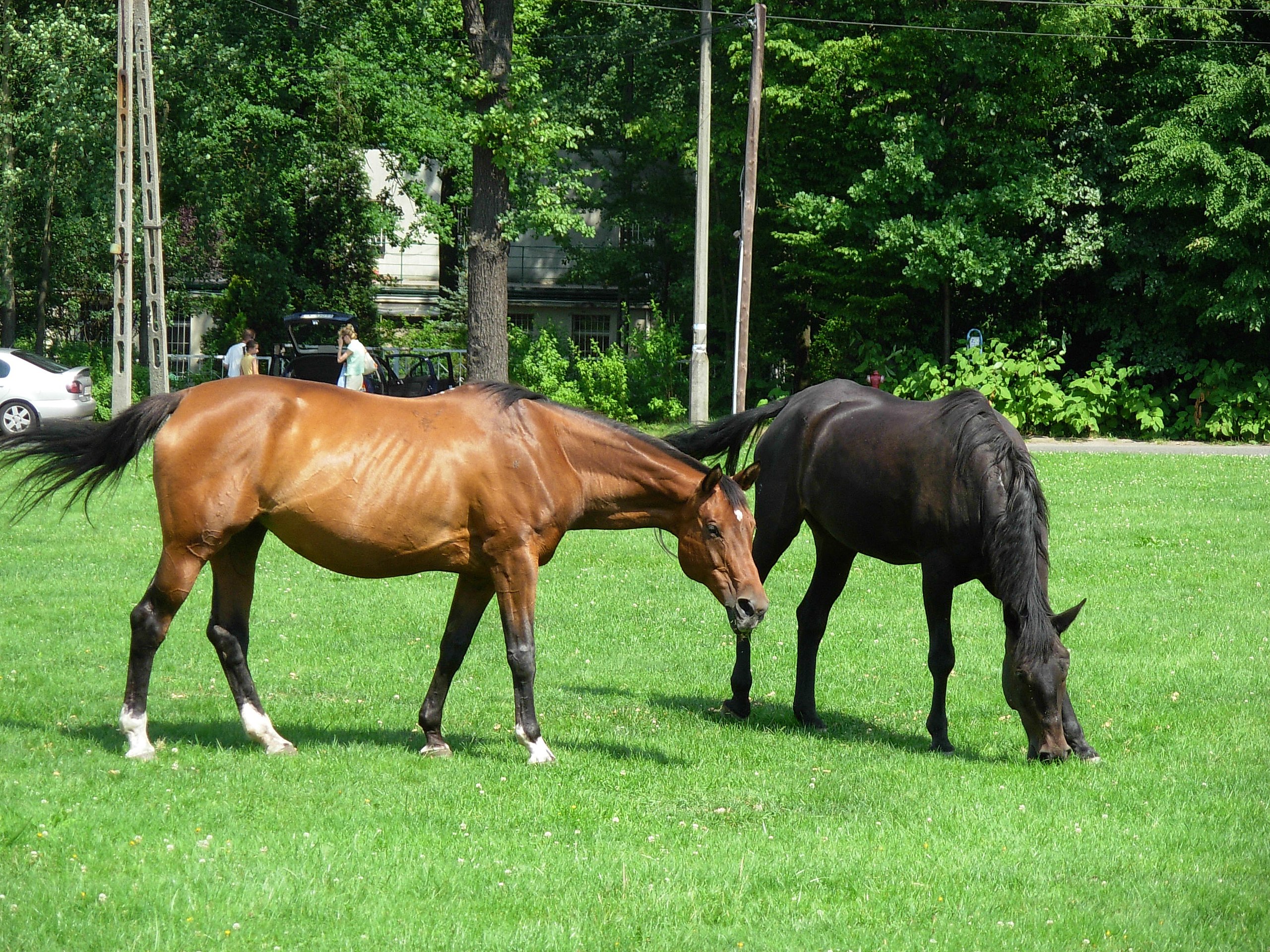 Black horse - Wikipedia