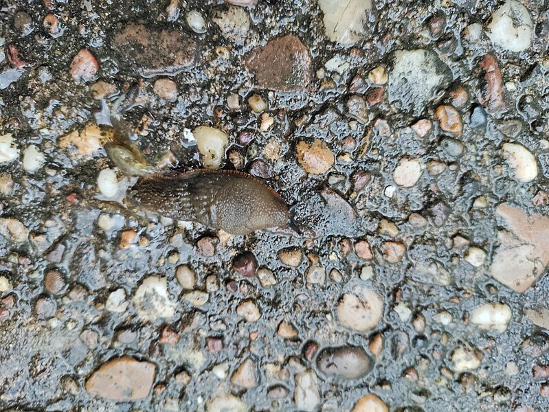 File:Brown slug on paving UK 27 July 2021.jpg