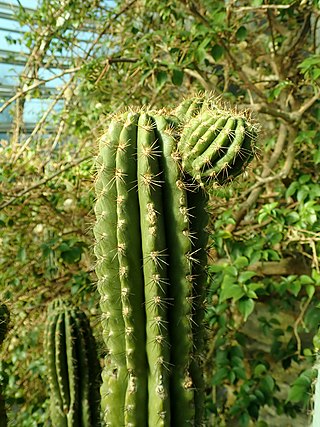 <i>Browningia chlorocarpa</i> Species of cactus