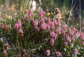 <i>Erica spiculifolia</i> Genus of flowering plants