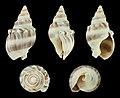 * Nomination Shell of a dog whelk, Buccinanops monilifer --Llez 05:30, 20 July 2020 (UTC) * Promotion Good quality.--Agnes Monkelbaan 05:45, 20 July 2020 (UTC)