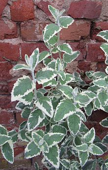 Buddleja crispa Stone House Cottage foliage.jpg