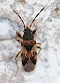 Orius sp. (Anthocoridae)