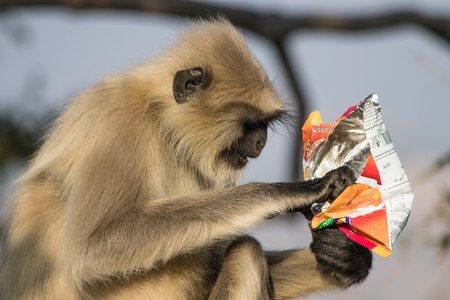 Free specimen of Colobinae Jerdon / Semnopithecus - subfamily of the Old World monkeys of the Cercopithecid family - at the Monsoon Palace in Udaipur,Rajasthan, India. The photo wants to tell the degradation produced by human pollution represented by waste and the devastating impact it has on nature