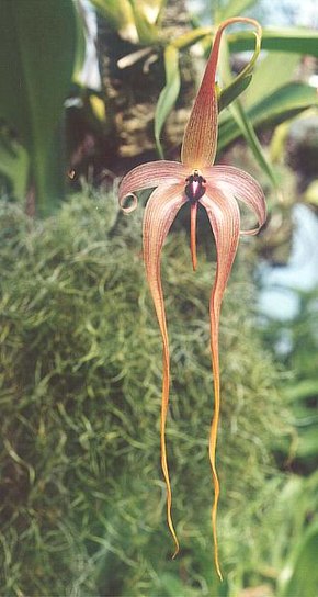 Afbeelding beschrijving Bulbophyllum echinolabium.jpg.