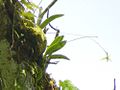 Bulbophyllum guamense plant