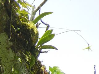 <i>Bulbophyllum guamense</i> Species of orchid