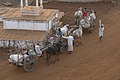 * Nomination Bullock carts, Gwalior district, Madhya Pradesh, India. Renominating unassessed image. --Yann 17:16, 5 August 2012 (UTC) * Promotion QI for me. --JLPC 06:03, 7 August 2012 (UTC)