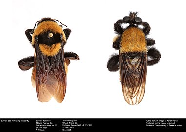 Bumble bee mimicking Robber fly.jpg