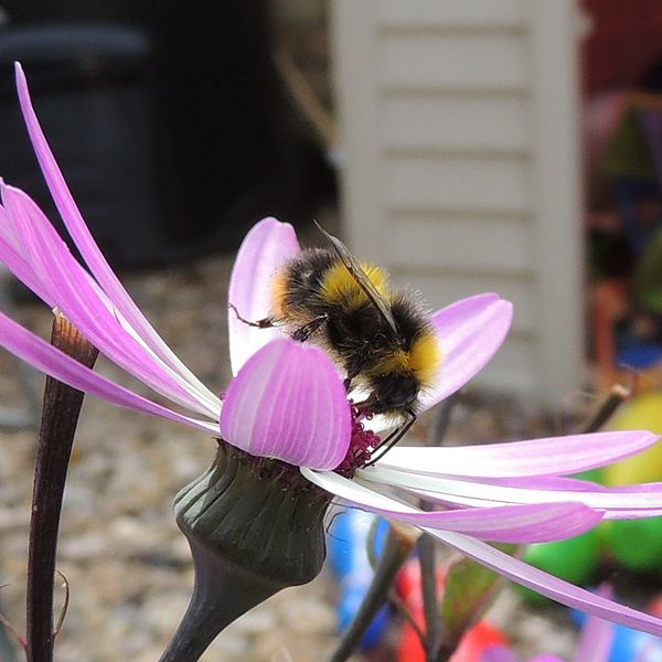 File:Bumblebee (Bombus pratorum male?), Sandy, Bedfordshire (9059941411).jpg