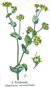 Bupleurum rotundifolium.jpg