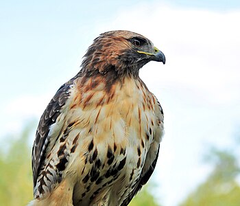 Buteo jamaicensis