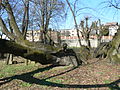 Čeština: Bzenecká lípa - památný strom English: Lime tree in Bzenec, Hodonín District, Czech Republic