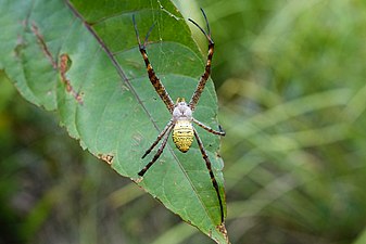 Argiope aemula