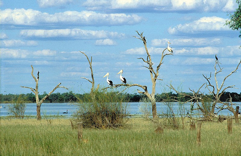 File:CSIRO ScienceImage 4378 Pelicans black swans cormorants and other water birds.jpg