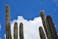 Cactus plants (Bonaire 2014) (15694052272).jpg