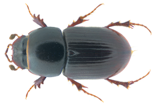 <i>Calamosternus granarius</i> Species of beetle