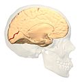 左侧大脑半球（距状沟位于红色标记处）