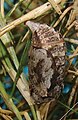 Calisto smintheus Pupa, lateral view.JPG