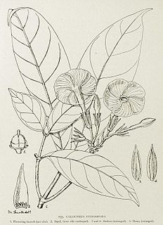 <i>Callichilia</i> Genus of plants