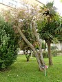 Callistemon citrinus Limpatubos