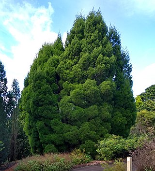 <i>Callitris baileyi</i> Species of conifer