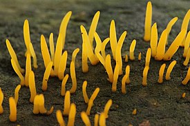 Pikkusarvikka (Calocera cornea)