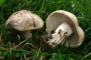 <i>Calocybe gambosa</i> species of fungus