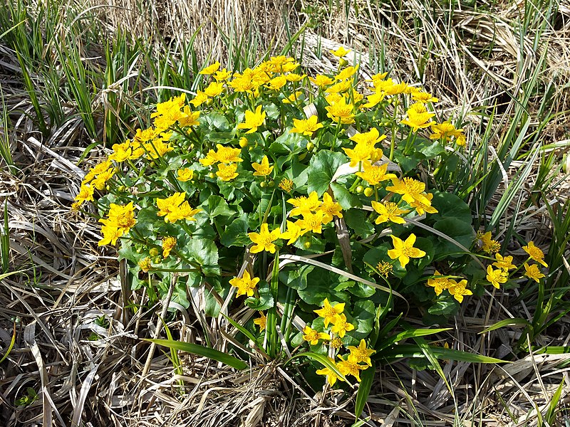 File:Caltha palustris sl1.jpg