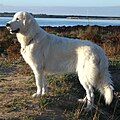 Maremma-abruzzo karjakoer