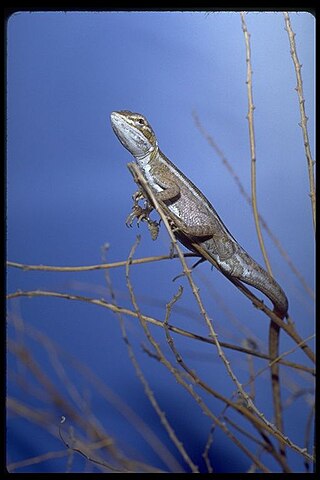 <i>Diporiphora winneckei</i> Species of lizard