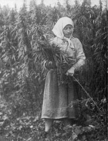 Harvesting hemp in the USSR, 1956 Cannabis harvesting (USSR, 1956).png