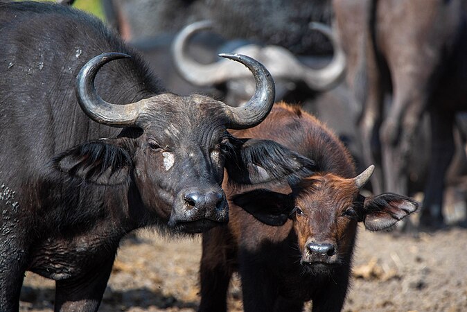 Cape buffalo and Calf Photograph: Timothy Akolamazima