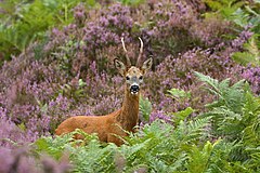 Cabirol: Descripció, Biologia i ecologia, Comportament