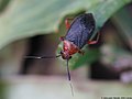 Capsus ater (Linnaeus, 1758)