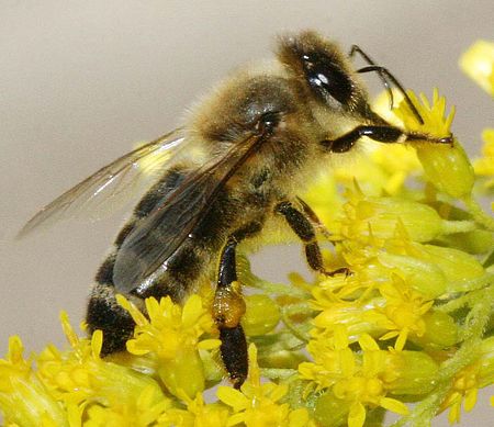 Carnica bee on solidago.jpg