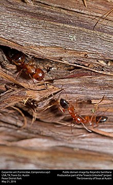 Дърводелска мравка (Formicidae, Camponotus sayi) (26593508533) .jpg