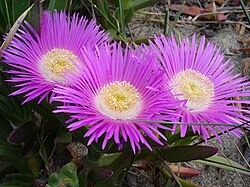 Carpobrotus specimen with pink flowers 1234.jpg