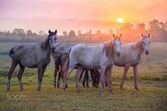 "Caspian_Horse_(180594129).jpeg" by User:Rodrigo.Argenton